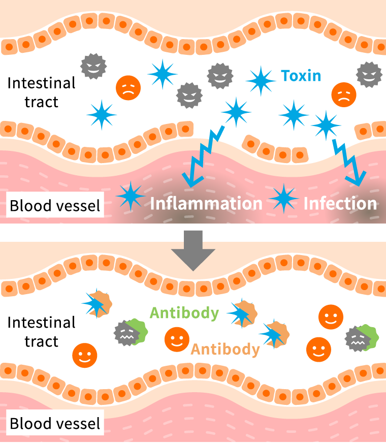 Anti-inflammatory mechanism of immunized protein
