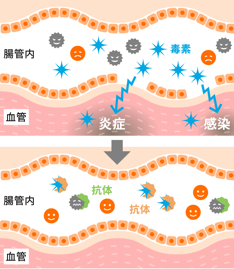 免疫プロテインが抗炎症に働くメカニズム